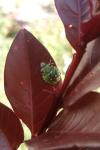 Nezara viridula