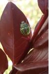 Nezara viridula