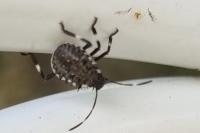Halyomorpha halys