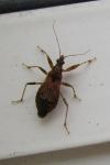 Himacerus mirmicoides