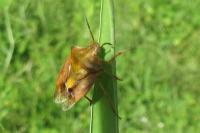 Carpocoris purpureipennis