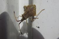 Syromastus rhombeus