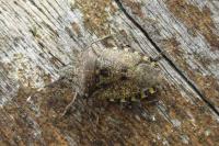 Rhaphigaster nebulosa