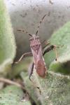 Camptopus lateralis
