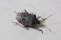Halyomorpha halys