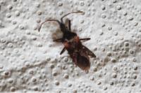 Leptoglossus occidentalis