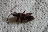 Leptoglossus occidentalis