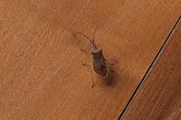 Haploprocta sulcicornis