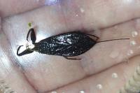 Nepa cinerea