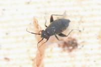 Chlamydatus evanescens