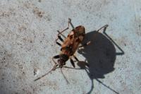 Beosus maritimus