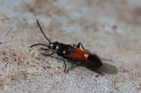 Pterotmetus staphyliniformis