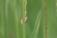 Aelia acuminata