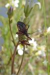 Rhynocoris erythropus