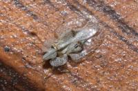 Corythucha ciliata