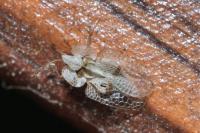 Corythucha ciliata