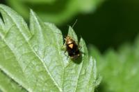 Liocoris tripustulatus