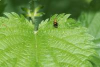 Liocoris tripustulatus