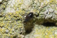 Loricula pselaphiformis