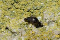 Loricula pselaphiformis