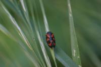 Cercopis vulnerata
