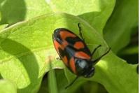 Cercopis vulnerata