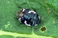 Tritomegas bicolor