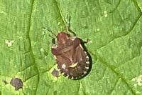 Dyroderes umbraculatus