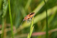 Corizus hyoscyami