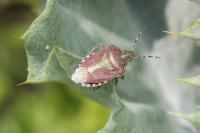 Dolycoris baccarum