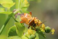 Brachycoleus pilicornis