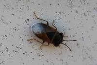 Geocoris megacephalus