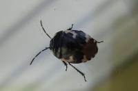 Tritomegas bicolor