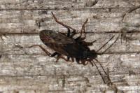 Peritrechus gracilicornis