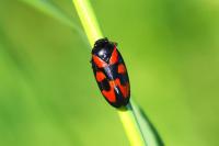 Cercopis vulnerata