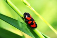 Cercopis vulnerata