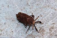 Asiraca clavicornis