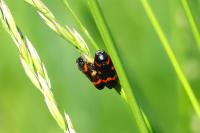 Cercopis intermedia
