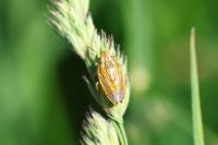 Aelia acuminata