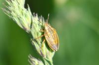 Aelia acuminata