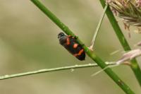 Cercopis intermedia
