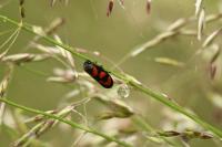 Cercopis vulnerata