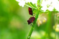 Graphosoma italicum