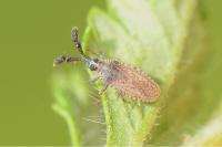 Copium clavicorne