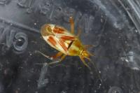 Calocoris roseomaculatus
