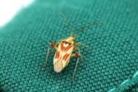 Calocoris roseomaculatus