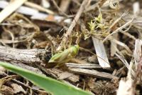 Adelphocoris lineolatus