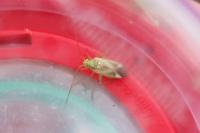 Adelphocoris lineolatus