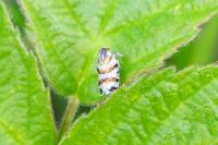 Tachycixius venustulus