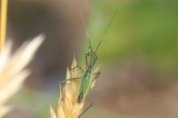 Megaloceroea recticornis